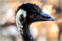 Emu Eye